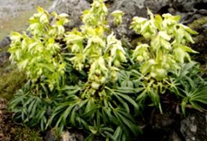Stinking Hellebore (Helleborus foetidus) 7 Helleborus foetidus