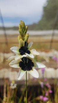 Ixia rouxii | Bryan H Tonkin