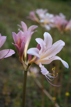 Lycoris squamigera