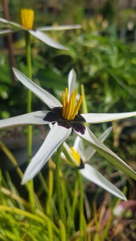Pauridia capensis (white) | Bryan H Tonkin