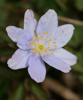 ANEMONOIDES NEMOROSA | Bryan H Tonkin